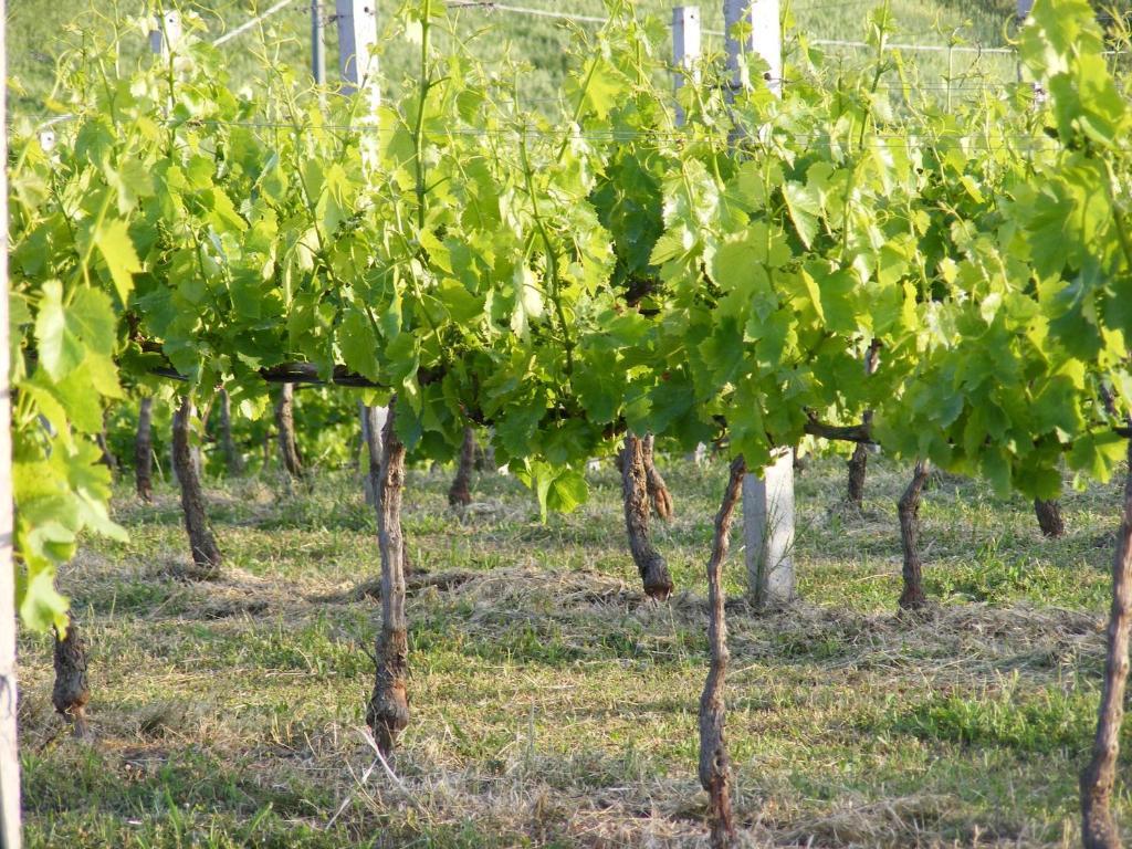 Tenuta Su Vrau Posada  Εξωτερικό φωτογραφία
